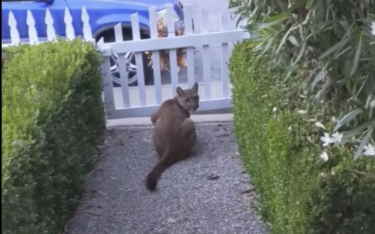 Mountain Lion (Contributed/Kendall Hemphill)