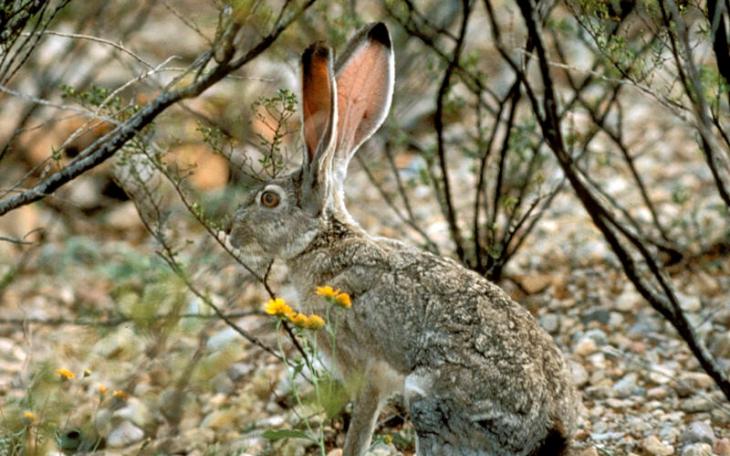 Jack Rabbit Texas Parks &amp; Wildlife (Contributed/TPWD)