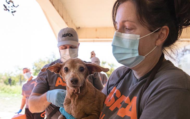 ASPCA San Angelo