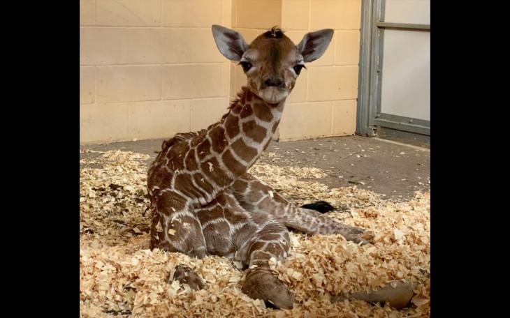New Baby Giraffe Arrives At Abilene Zoo (Contributed / Abilene Zoo)