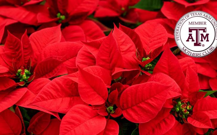 Poinsettias for Aggie Moms in 2020