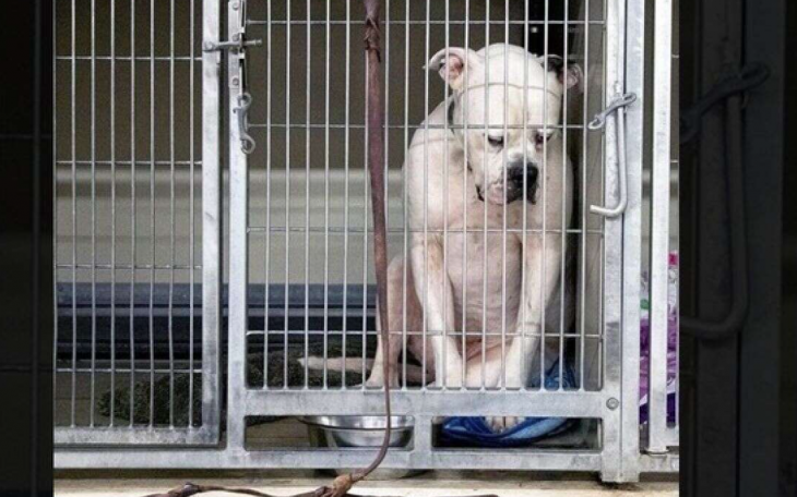 Sad Dog in Kennel