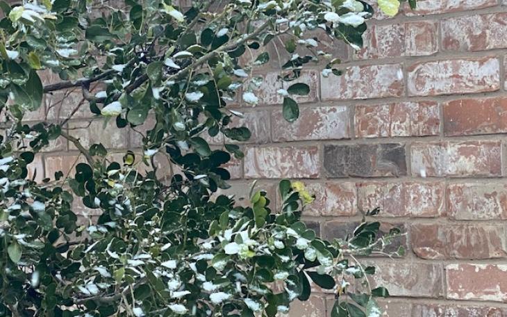 Snowmageddon 2020 New Year's Eve (LIVE! Photo/Yantis Green)