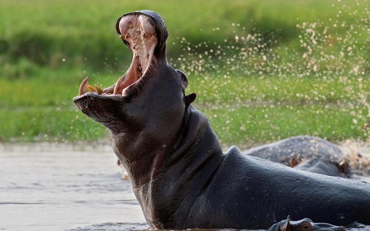 But huge lizards might be the least of our worries, if we don’t manage to stop the Columbian Cocaine Hippos from taking over the world.