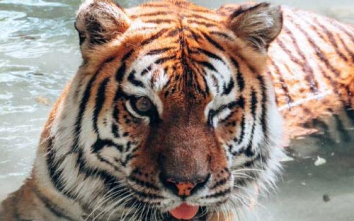 Sabrina the Bengal Tiger