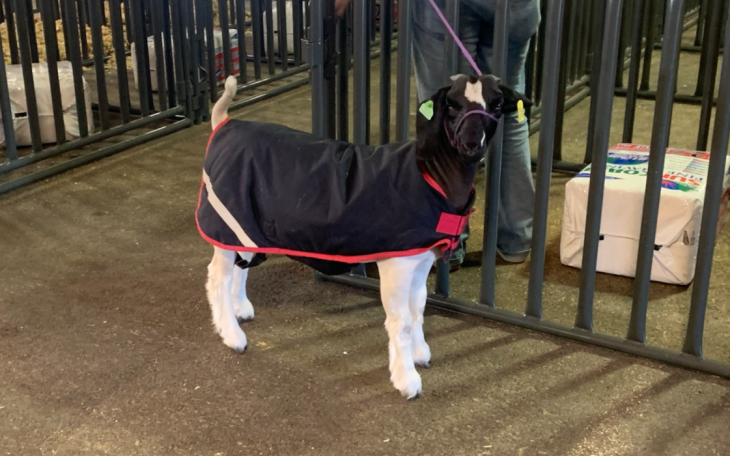 A Market Goat at the 2021 San Angelo Livestock Show