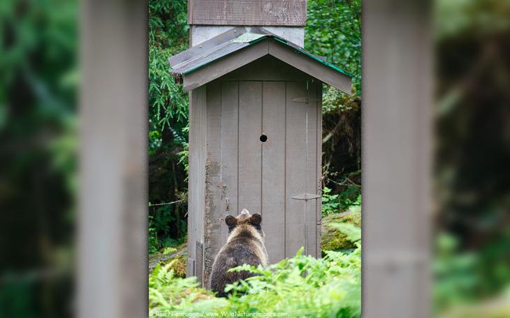 A bear awaiting his turn at an outhouse