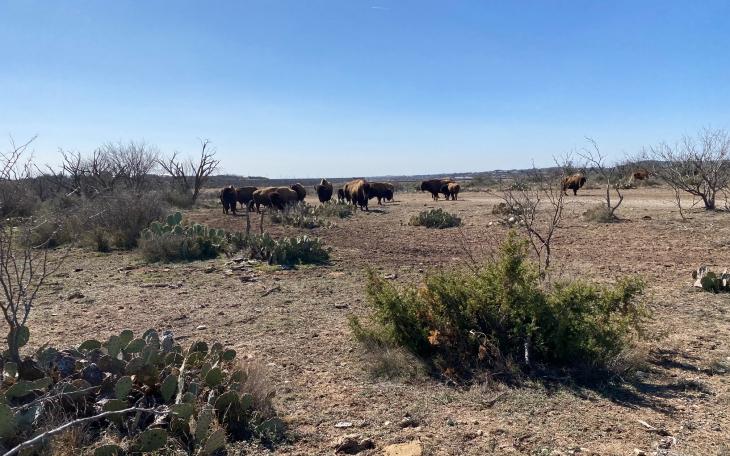 Bison Put on a Show at San Angelo State Park (LIVE! Photo/Yantis Green)