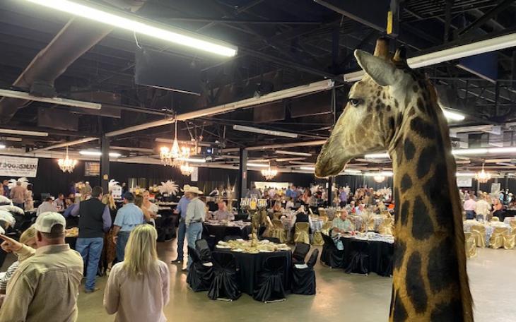 Safari Club Giraffe (LIVE! Photo/Yantis Green)