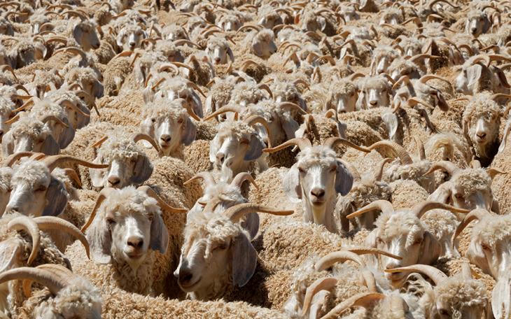 Angora Goats