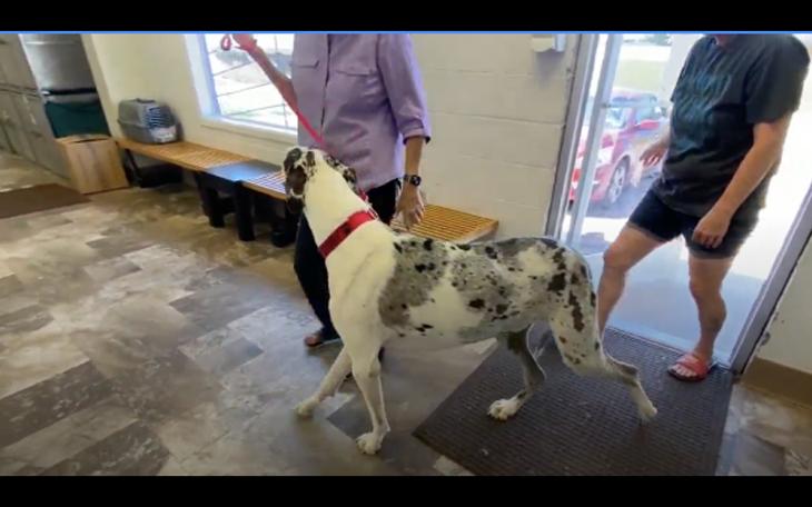 Ziggy, the rescued Great Dane | KTXS
