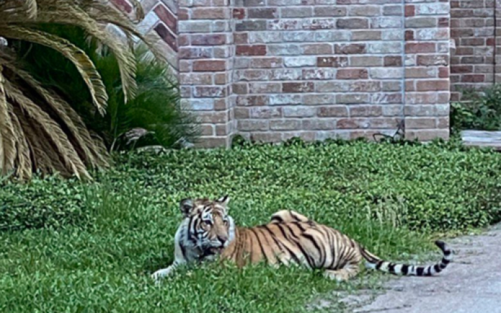 Tiger in Houston