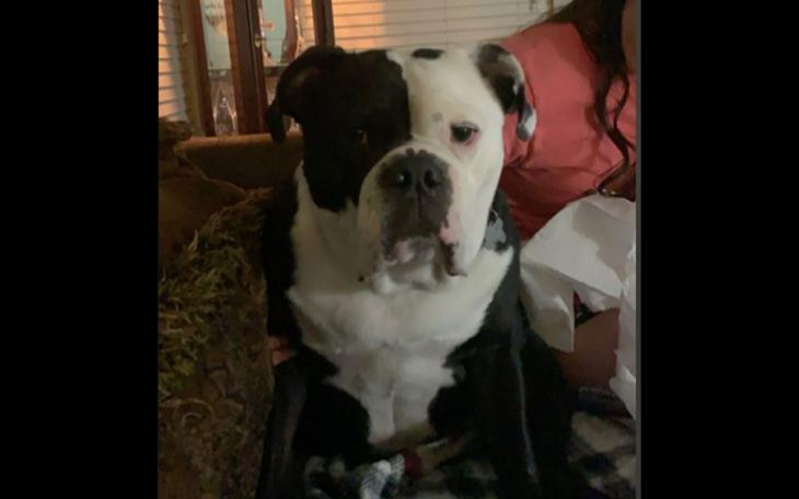 Jax the English Bulldog | Williamson County Sheriff’s Office