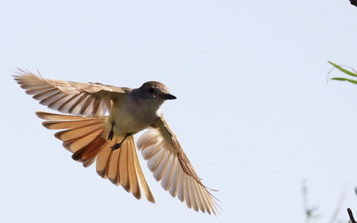 Bird watching hummingbird