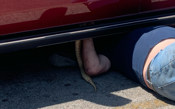 Gigantic Snake Captured in the Dollar Tree Parking Lot