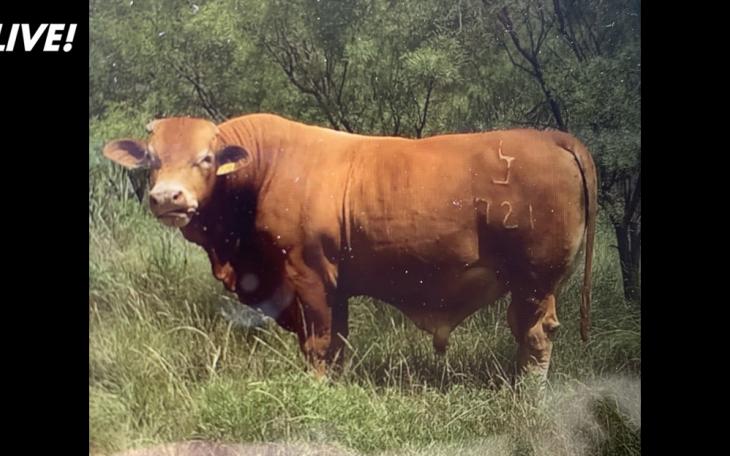 Estray Bull | Runnels County Sheriff's Office