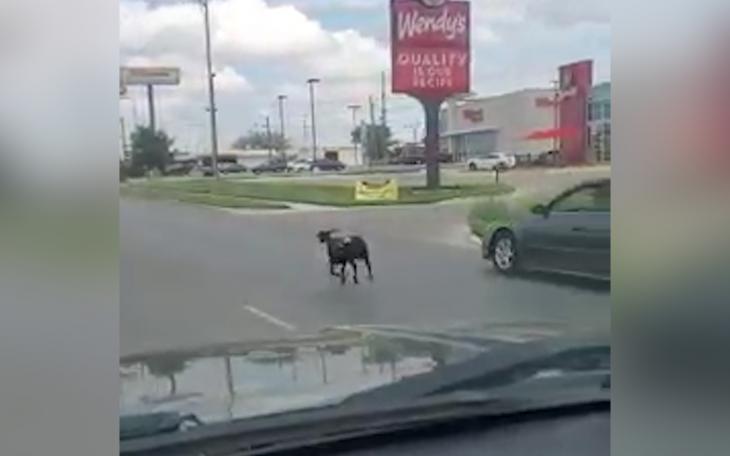 Wildlife in the City