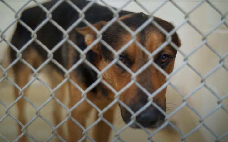 Good boy at the San Angelo Animal Shelter