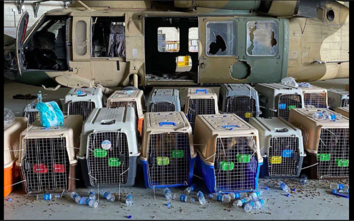 U.S. Service Dogs in Afghanistan | Manish Shukla