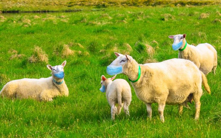 A herd of sheep wearing face masks