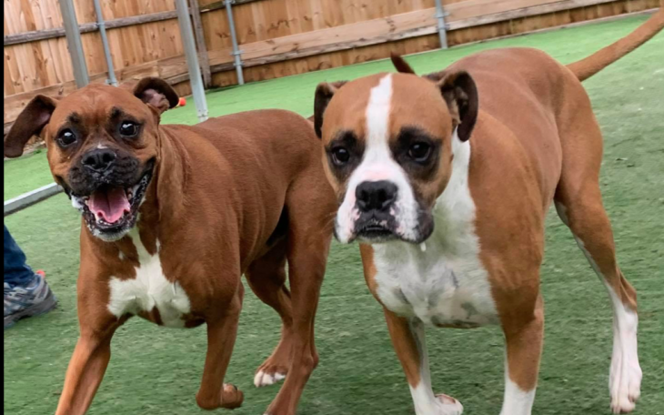 Ponderosa Pet Resort