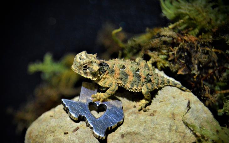 Texas Horned Lizard Hatchling (Contributed/TPWD)