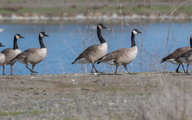 Canada Goose (Contributed/web.stanford.edu)
