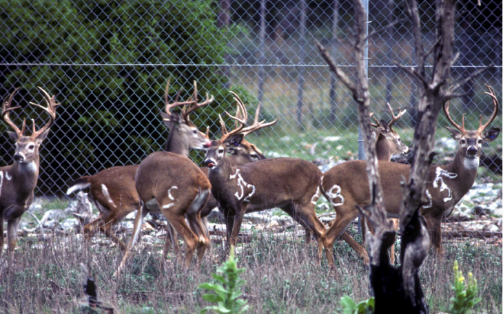 Deer 2021 TPWD (Contributed/tpwd.com)