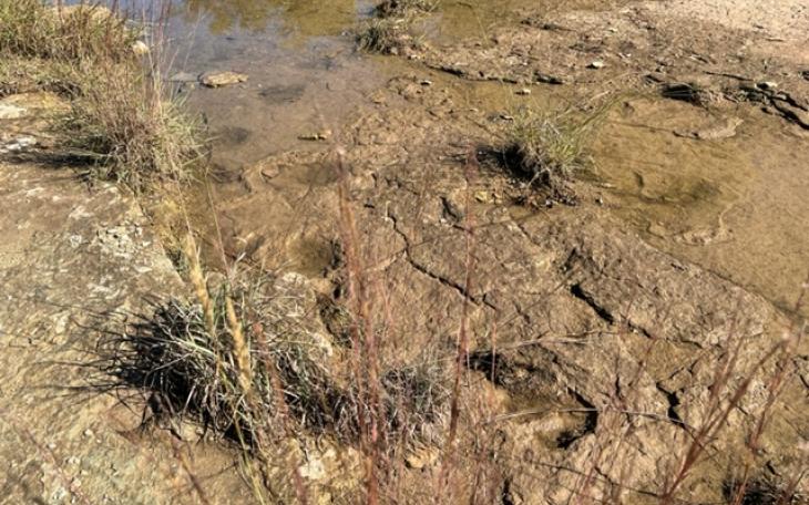 Dinosaur Tracks in San Angelo State Park (LIVE! Photo/Yantis Green)