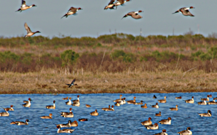 Playa Lake Ducks TPWD (Contributed/TPWD.com)