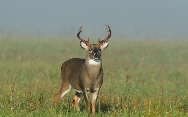 White Tail Deer