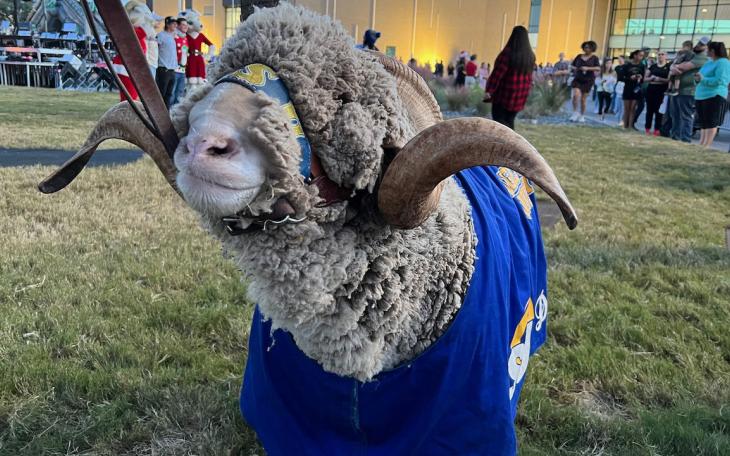 Angelo State University's official mascot is a real Rambouillet ram named Dominic.