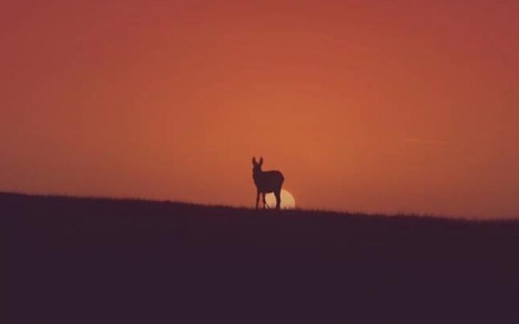 Donkey at Sunset (Contributed/twitter.com)