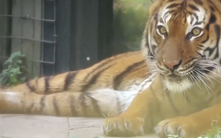 Tiger from Naples Zoo in Florida (Contributed/news.yahoo.com)