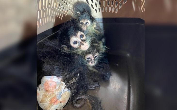 Spider Monkeys Seized at U.S. Border
