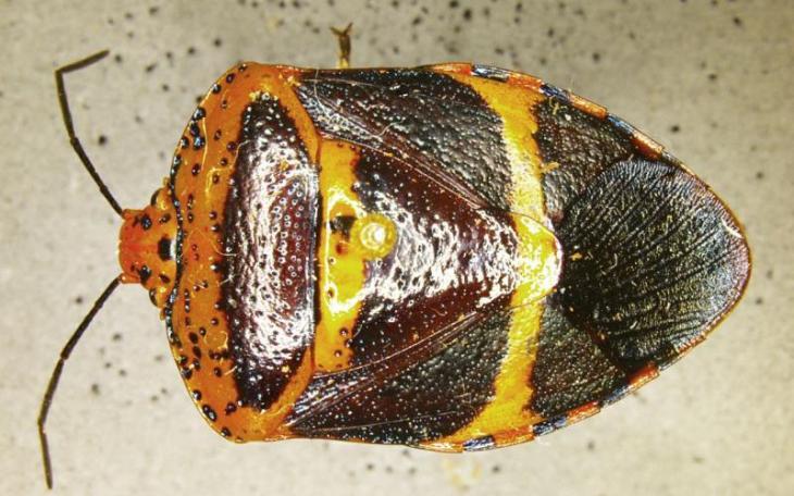 Spanish Moss Bug (Contributed/David McCoy)