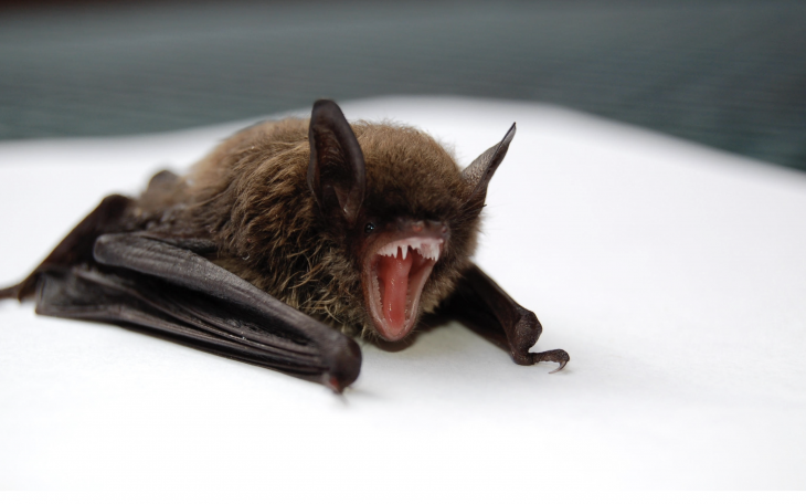 Rabid Bat