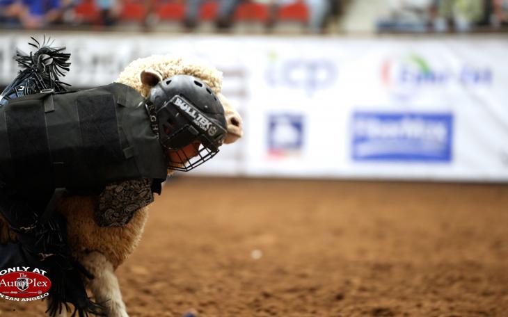 top 5 mutton busters of the 90th San Angelo Rodeo