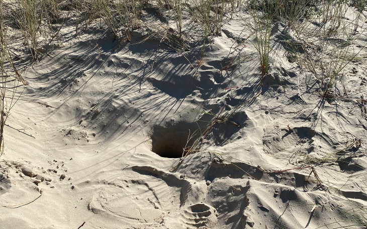 Kemps Ridley Sea Turtle Nest Found on Galveston Island (Contributed/TPWD)