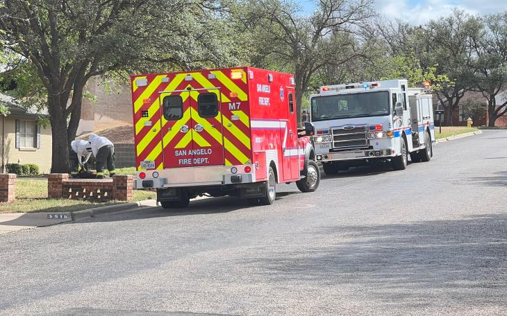 Dogs Attacked by Bees on Beauregard (LIVE! Photo/Matt Trammell)