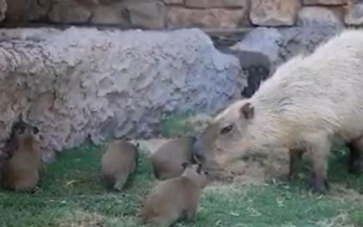 WATCH: 5 Capybara Pups Born At.the Abilene Zoo