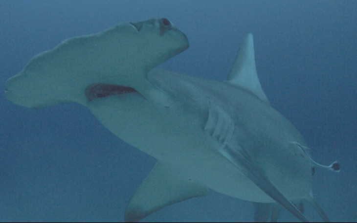 Hammerhead Shark on Shark Week