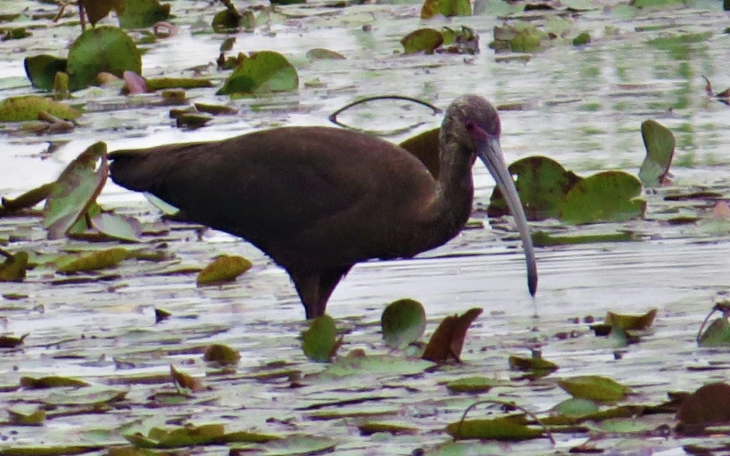White Faced Ibis Bird (Contributed/TPWD)