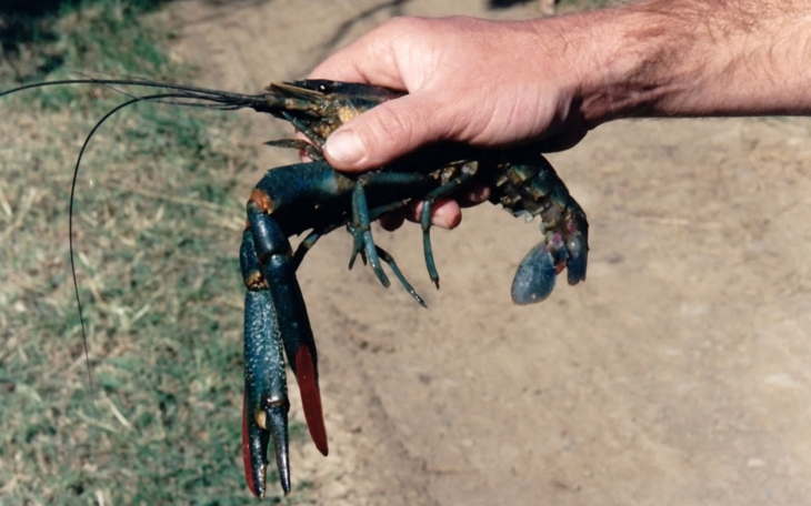 Invasive Australian Redclaw Crayfish (Contributed/crayfishtrader.com.au)