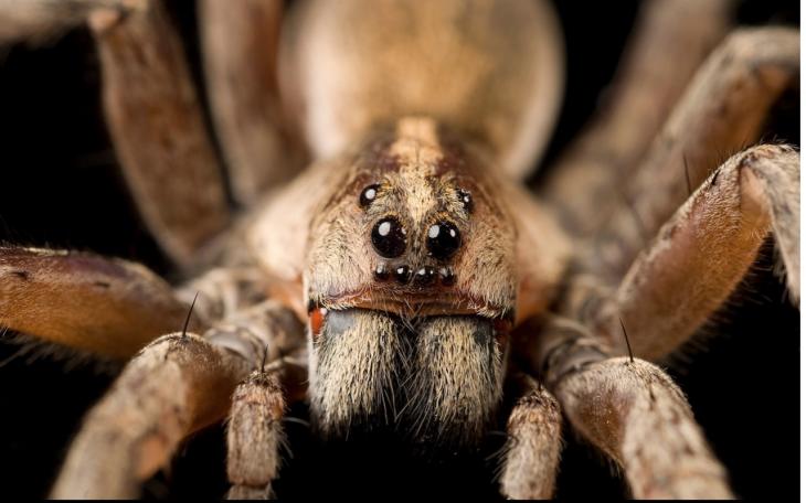 Scary Spider Close Up photo (Contributed/National Geographic)