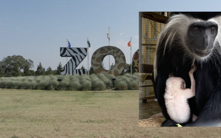 Abilene Zoo Welcomes Baby Monkey