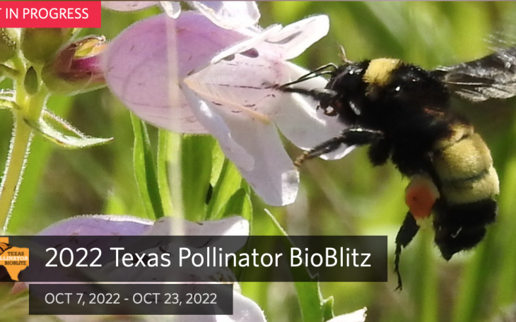 Bumble Bee (Contributed/inaturalist.org)