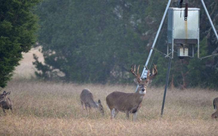 Whitetail Deer at a Feeder (Contributed/googleimages)