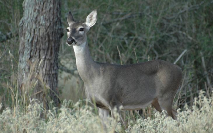 White-tailed Doe (Courtesy/Mossy Oak)