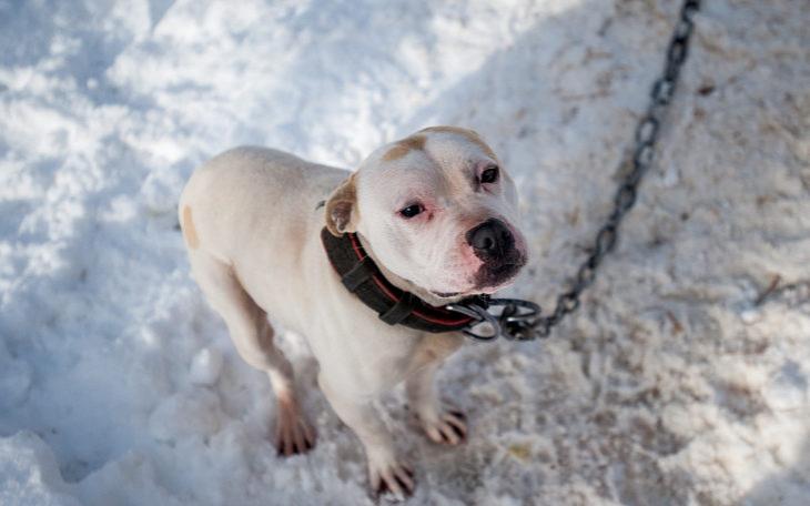 Freezing Cold Dog (Courtesy/Humane Society)